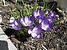 Although our tulips have been poking out of the soil since February, these little beaties blossomed overnight.  I think they're crocuses, but I'm not sure.