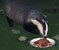 Bob the Badger visits nightly for his supper, which John has been supplying for about 8 years.