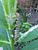 This was a monarch caterpillar in our front yard.